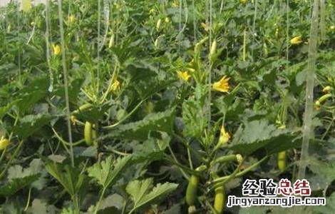 秋季大棚西葫芦的种植方法和时间 早春大棚西葫芦种植注意事项