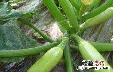 秋季大棚西葫芦的种植方法和时间 早春大棚西葫芦种植注意事项