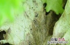 生菜灰霉病的防治方法有哪些 生菜灰霉病的防治方法