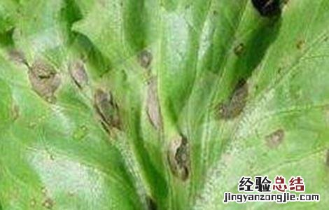 生菜灰霉病的防治方法有哪些 生菜灰霉病的防治方法
