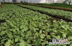 春甘蓝育苗技术与管理 春甘蓝育苗技术