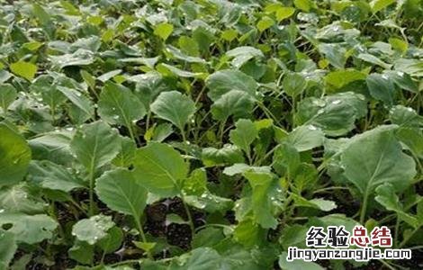 春甘蓝育苗技术与管理 春甘蓝育苗技术