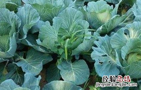 春甘蓝育苗技术与管理 春甘蓝育苗技术