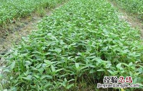 空心菜炭疽病的防治方法 空心菜炭疽病发病原因