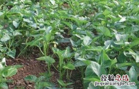空心菜炭疽病的防治方法 空心菜炭疽病发病原因