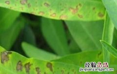 空心菜炭疽病的防治方法 空心菜炭疽病发病原因