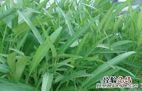 空心菜炭疽病的防治方法 空心菜炭疽病发病原因