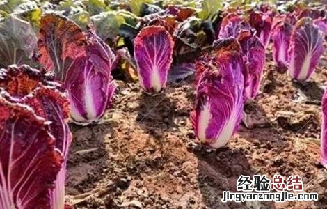 紫白菜种植基地 紫白菜怎么种植