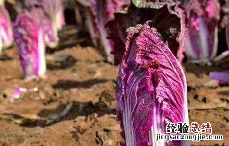 紫白菜种植基地 紫白菜怎么种植