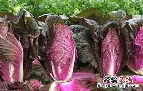 紫白菜种植基地 紫白菜怎么种植