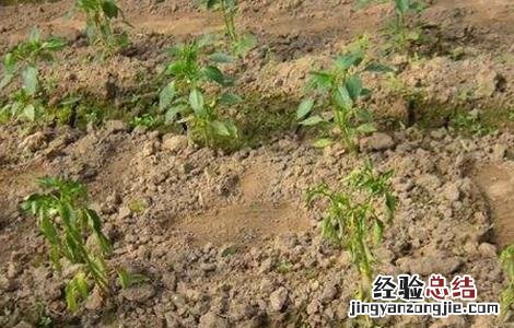 辣椒死秧是什么原因 辣椒死苗的原因