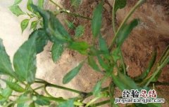 辣椒死秧是什么原因 辣椒死苗的原因