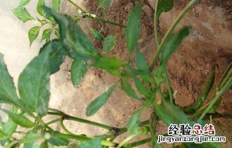 辣椒死秧是什么原因 辣椒死苗的原因