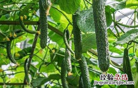 大棚黄瓜留瓜技术要点 大棚黄瓜留瓜技术