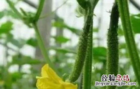大棚黄瓜留瓜技术要点 大棚黄瓜留瓜技术