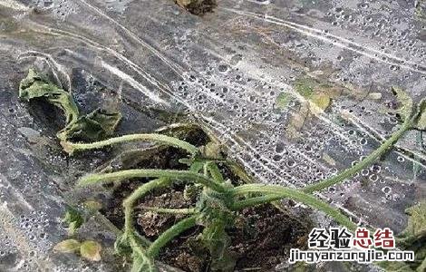 黄瓜秧为什么会突然死亡 黄瓜死秧怎么回事