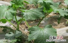 黄瓜秧为什么会突然死亡 黄瓜死秧怎么回事