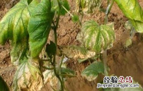 黄瓜秧为什么会突然死亡 黄瓜死秧怎么回事