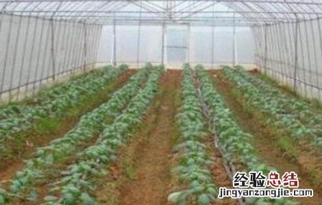 冬季辣椒该怎么浇灌 冬季辣椒该怎么浇灌呢