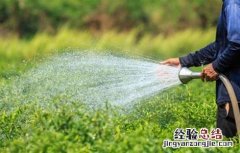 冬季辣椒该怎么浇灌 冬季辣椒该怎么浇灌呢