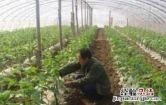大棚蔬菜死苗的解决方法视频 大棚蔬菜死苗的解决方法