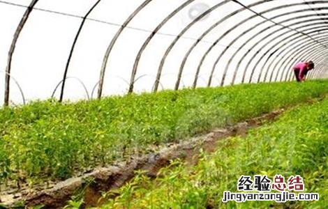 大棚蔬菜死苗的解决方法视频 大棚蔬菜死苗的解决方法