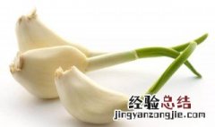 大蒜发芽了还能不能吃? 大蒜发芽了还能不能吃