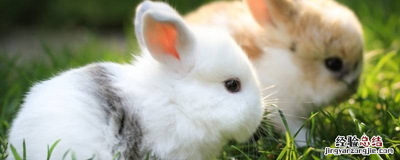 兔子的外形 兔子的外形特点描写