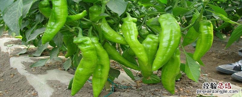 牛角椒种植时间和方法 牛角椒种植时间和方法温室