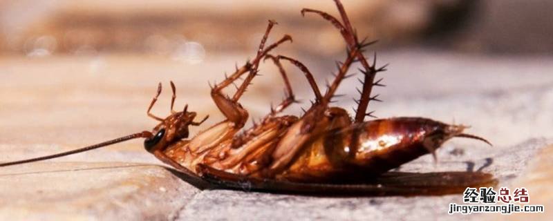 蟑螂几天能长大 蟑螂多少天能长大 为何只看到大