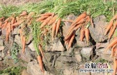 冬季胡萝卜的储存方法