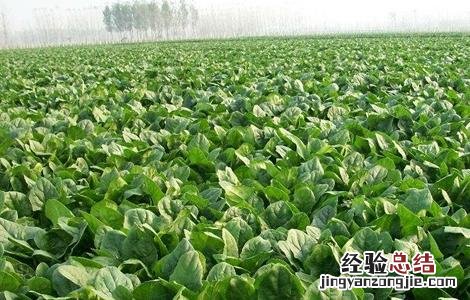 冬天菠菜如何长期保存 冬天菠菜如何长期保存好