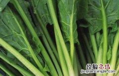 冬天菠菜如何长期保存 冬天菠菜如何长期保存好