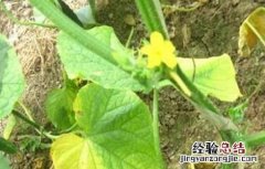 叶类蔬菜黄叶原因及防治方法 叶类蔬菜黄叶原因及防治方法