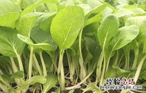 叶类蔬菜黄叶原因及防治方法 叶类蔬菜黄叶原因及防治方法