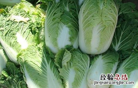 冬天大白菜怎么存储 冬天大白菜该如何储存