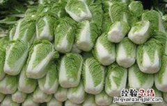 冬天大白菜怎么存储 冬天大白菜该如何储存