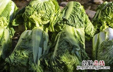冬天大白菜怎么存储 冬天大白菜该如何储存