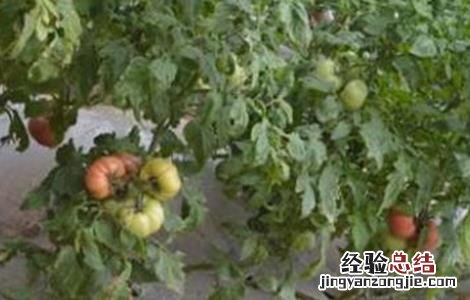 温室番茄落花落果预防措施 温室番茄落花落果预防措施有哪些