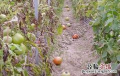 温室番茄落花落果预防措施 温室番茄落花落果预防措施有哪些
