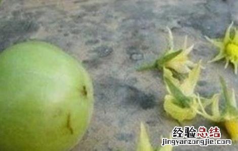 温室番茄落花落果预防措施 温室番茄落花落果预防措施有哪些