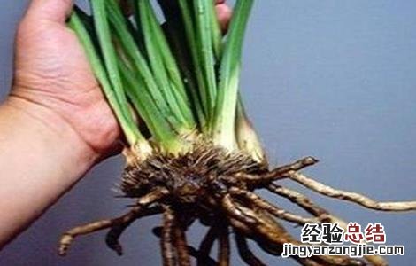 大葱烂根原因及防治方法图解 大葱烂根原因及防治方法