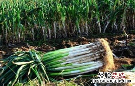 大葱烂根原因及防治方法图解 大葱烂根原因及防治方法