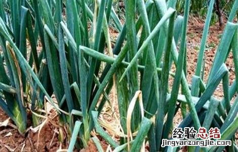 大葱烂根原因及防治方法图解 大葱烂根原因及防治方法