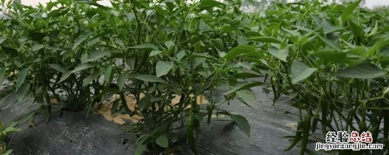 辣椒杆粉碎后做什么用 干辣椒用什么粉碎