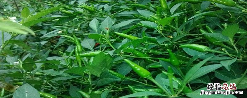 辣椒青枯病用什么药 辣椒青枯病用什么药灌根