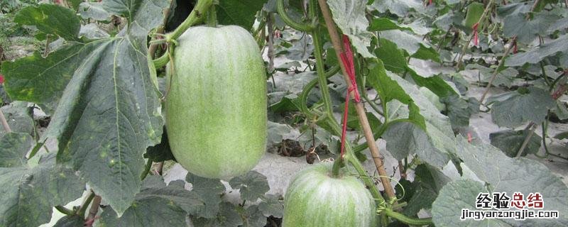 吃不完的冬瓜怎么储藏 大冬瓜吃不完怎么保存