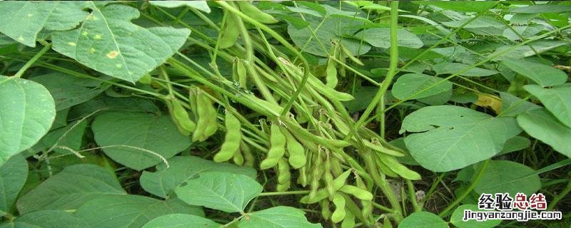 特高产大豆新品种介绍 特超高产大豆新品种