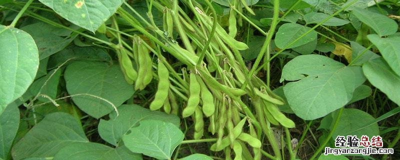 黑农84大豆种子简介 黑农84大豆种子介绍