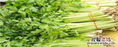 冬季大棚芹菜种植技术要点 冬季大棚芹菜种植技术